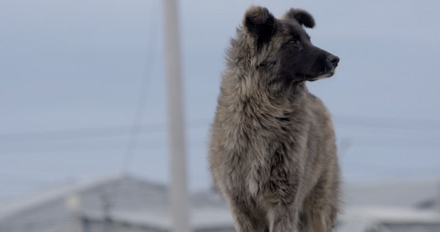 Perros del Fin del Mundo A